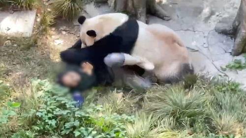 娱乐大爆料熊猫,熊猫明星的幕后故事大揭秘  第3张