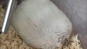 老鼠吃瓜视频在线观看免费,免费观看老鼠吃瓜萌态视频  第3张